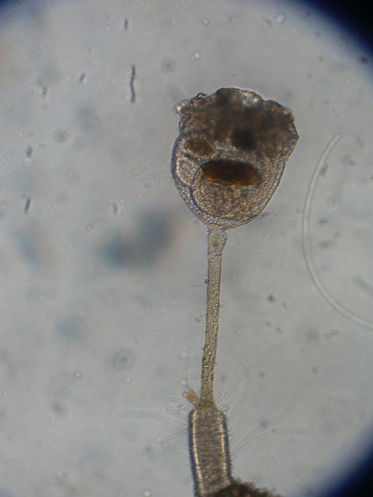 Phylum Entoprocta - Goblet Worm