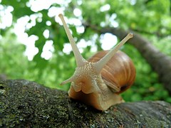 Phylum Mollusca - Snail