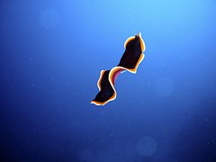 Phylum Platyhelminthes - Flatworm