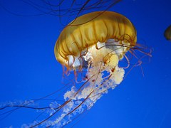 Phylum Cnidaria - Jelly Fish