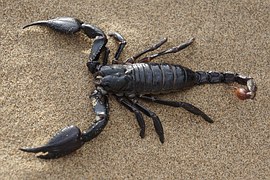 Phylum Arthropoda - Scorpion