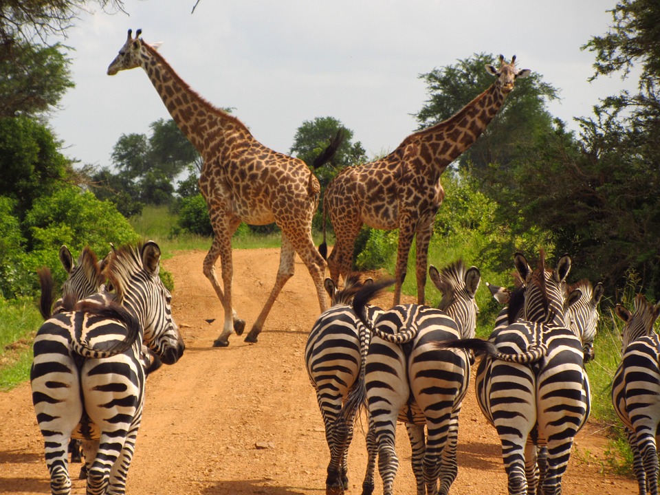 zebras+Giraffe.jpg
