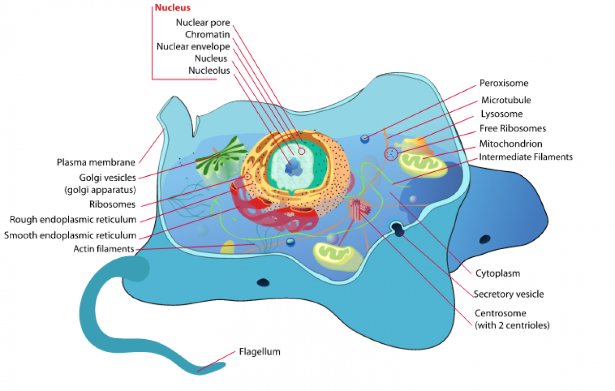Where Are Ribosomes Found In Animal Cells