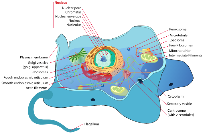 Biology animal cell