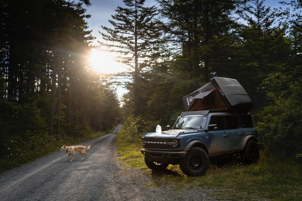A blue SUV with a rooftop tent is parked on a gravel forest road at sunset. A tan dog walks across the road, surrounded by tall trees on both sides. The sunlight filters through the branches.