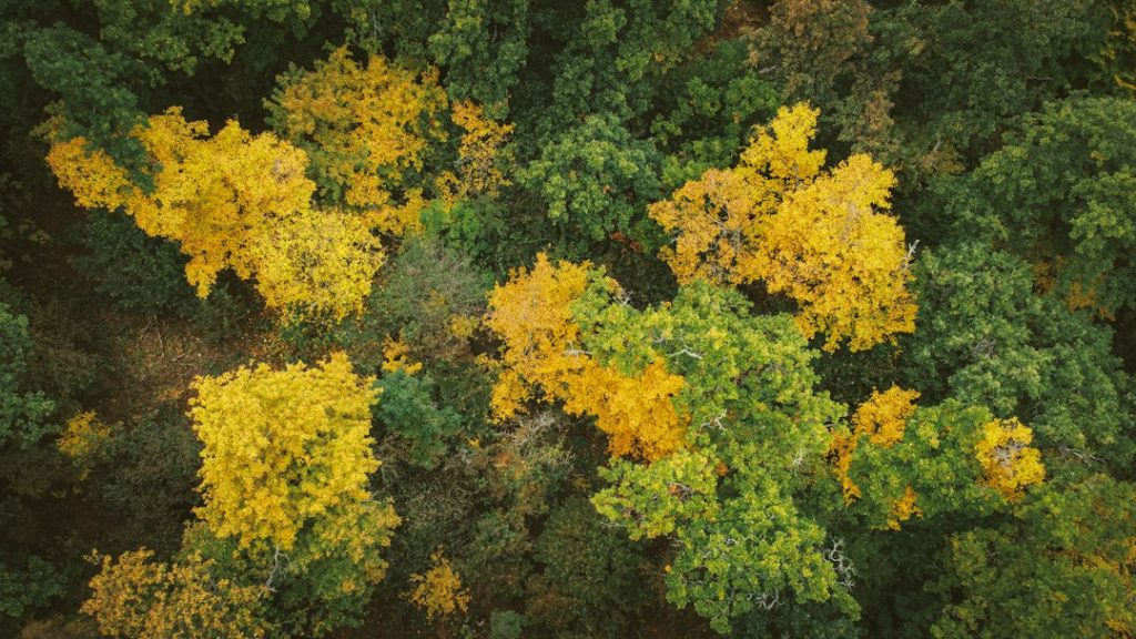 Aerial view of a forest with dense green foliage and several trees displaying bright yellow autumn leaves, creating a striking contrast in colours.