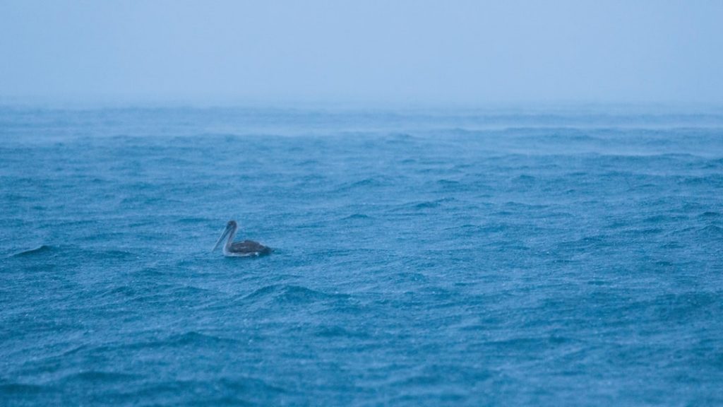 A single pelican floats on a vast, blue ocean under a hazy sky, creating a serene and lonely atmosphere.