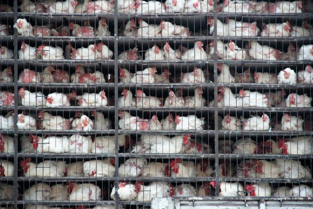 Dozens of white chickens confined in small, stacked metal cages in a crowded, industrial setting. The birds are pressed closely together, showing limited space and poor living conditions.