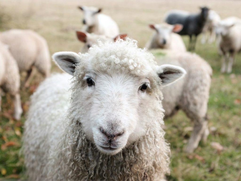 A close-up of a white sheep with curly wool standing in a grassy field, looking directly at the camera. Other sheep are grazing in the blurred background.