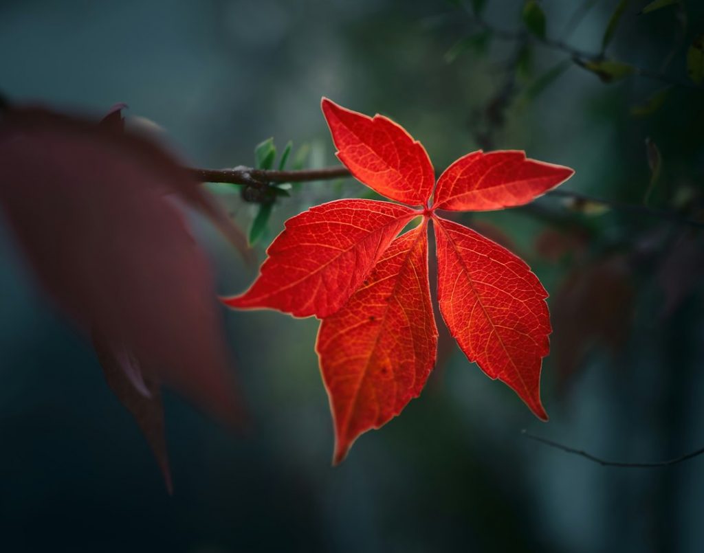 A close-up of a vibrant red leaf with five pointed lobes, sharply in focus and illuminated against a blurred, dark green background.