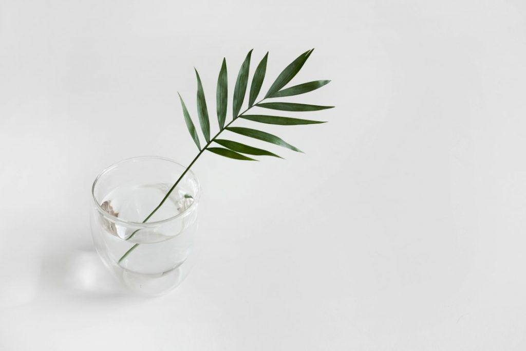 A single green palm leaf is placed in a clear glass of water on a white background, creating a minimalist and clean composition.