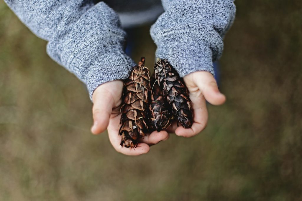 A child wearing a grey jumper holds three brown pine cones gently in their cupped hands, with a blurred natural background.