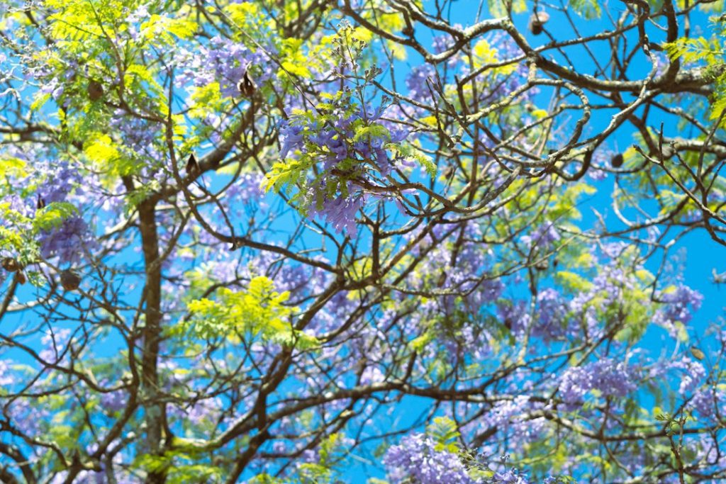 Branches of a tree with green leaves and clusters of purple flowers are seen against a bright blue sky, creating a vibrant and sunny scene.