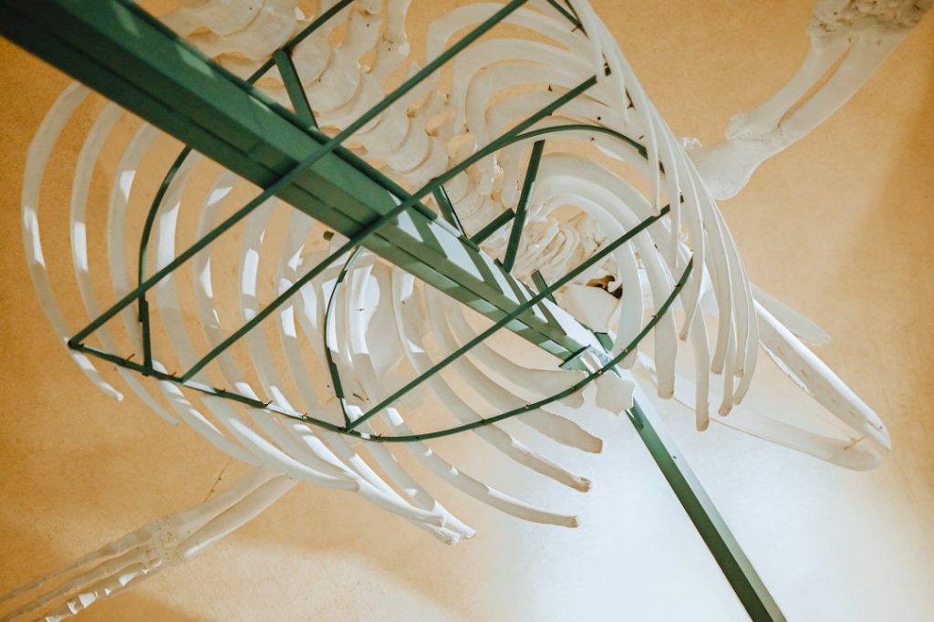 Close-up view of a large whale skeleton suspended from the ceiling, taken from below. The rib cage and vertebrae are visible, with green metal supports holding the bones in place against a beige background.