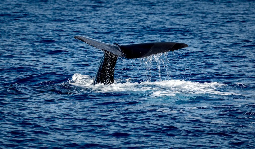 A whale’s tail fluke rises above the surface of the deep blue sea, with water streaming off the fluke and gentle waves surrounding it.