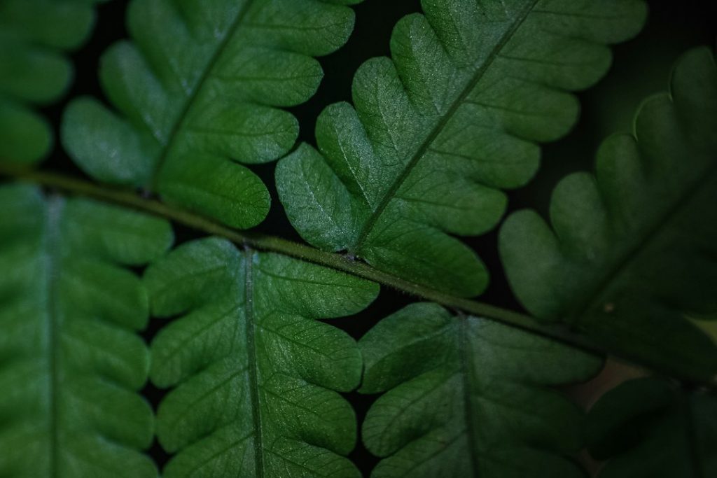 Close-up of a green fern leaf showing detailed texture and symmetrical, overlapping leaflets with a central stem running diagonally across the image.