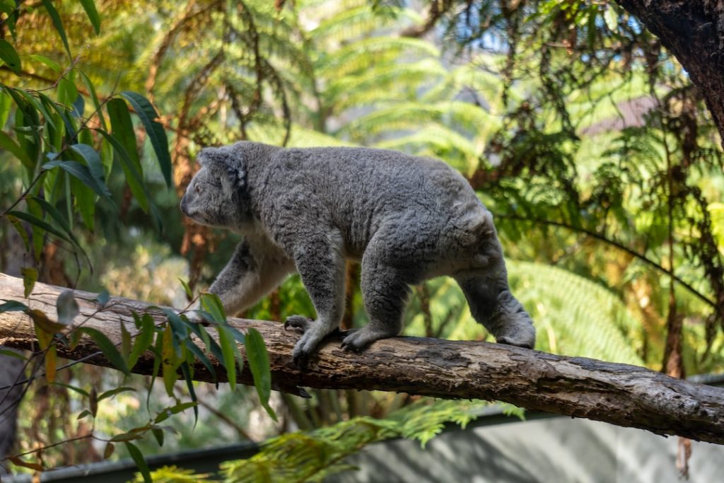 A koala walks along a tree branch in a lush, green forest with sunlight filtering through the leaves.