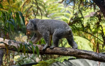 The Fascinating World of Diprotodontia: Exploring the Unique Traits of Wombats, Kangaroos, Wallabies, and Koalas