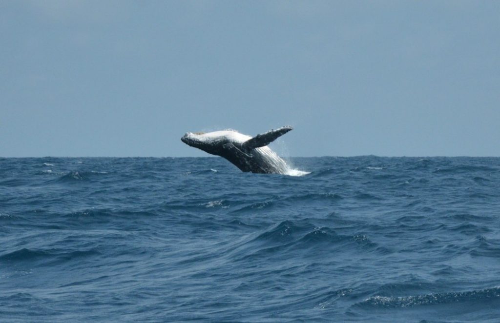 A whale breaches the surface of the ocean, with its body partially out of the water and its fin extended, under a cloudy sky.