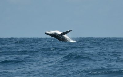 Exploring the Natural Wonders of Gabon: A Journey Through the Heart of Africa