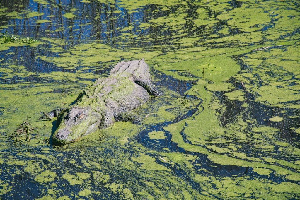 An alligator partially submerged in water covered with green algae, blending into the surroundings.