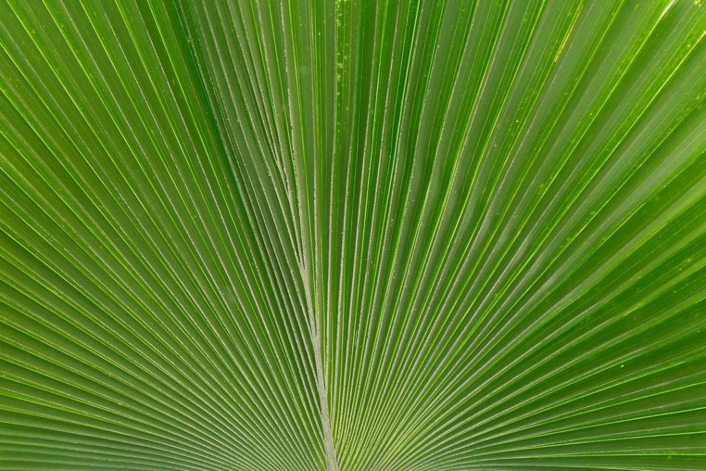 Close-up of a green palm leaf displaying its radiating lines and ridges, with light and shadow emphasising the texture and natural pattern of the leaf.