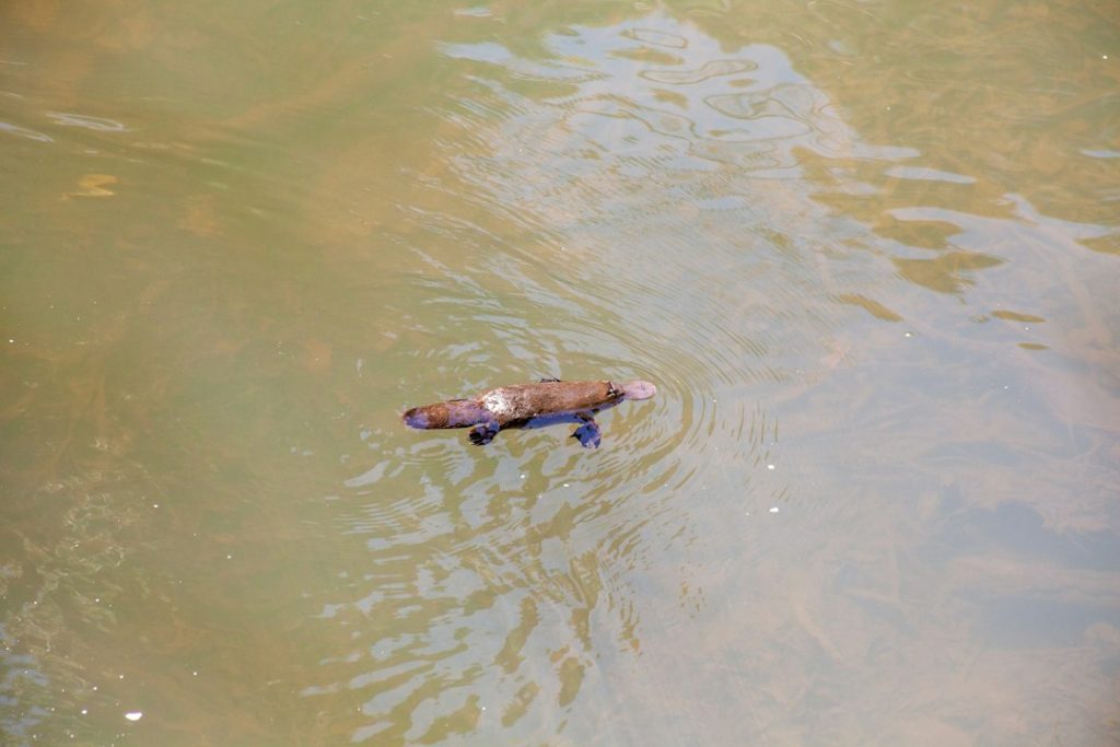 A platypus with a brown body and bluish webbed feet swims in murky greenish water, creating gentle ripples around it.