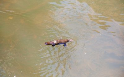The Wonders of Monotremata: Exploring the Fascinating World of Platypus and Echidnas