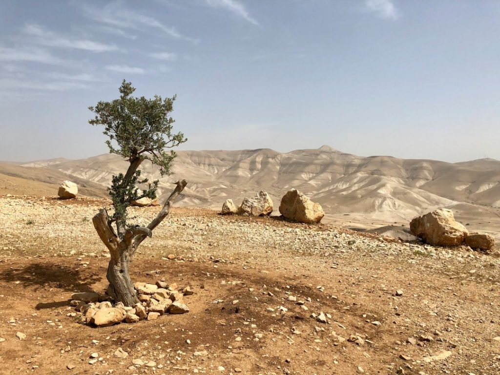 A small, lone tree stands in rocky, arid desert terrain with distant sandy mountains under a hazy sky. Several large boulders are scattered in the background.