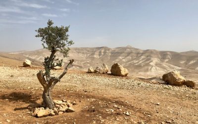 Exploring the Rich History and Culture of Palestine: A Journey Through the Land of Milk and Honey