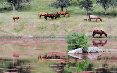 Exploring the Fascinating World of Perissodactyla: A Closer Look at Horses, Rhinos, Tapirs and Zebras