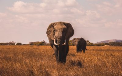 The Majestic Proboscidea: Exploring the Fascinating World of Elephants