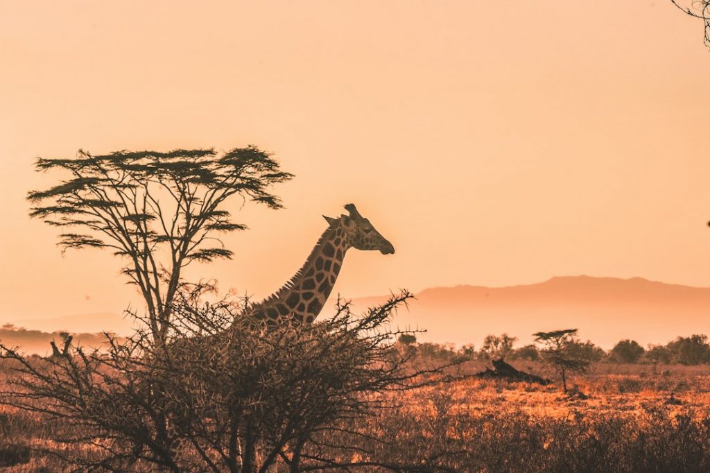 A giraffe stands among acacia trees in an open savannah at sunset, with warm orange tones and distant hills under a hazy sky.