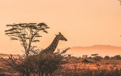 Exploring the Wonders of Kenya: A Journey Through the Heart of East Africa