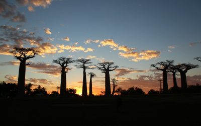 Exploring the Natural Wonders of Madagascar: A Journey Through the Island’s Biodiverse Landscapes