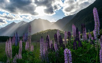Discovering the Wonders of New Zealand: A Journey Through the Land of the Long White Cloud