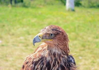 Close-up of a brown eagle with a sharp, curved beak standing on grass, with Kazakhstan’s lush greenery blurred in the background. The eagle is looking to the left.