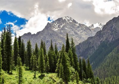 A scenic view of tall evergreen trees on a green hillside in Kazakhstan, with rugged, snow-capped mountains in the background under a partly cloudy sky.