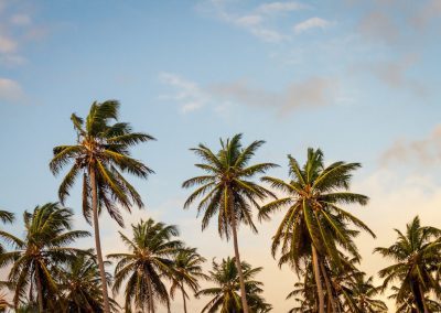 Tall palm trees with green fronds are silhouetted against a blue sky with scattered clouds, evoking the tranquil charm of hidden gems like São Tomé and Príncipe’s enchanting islands.