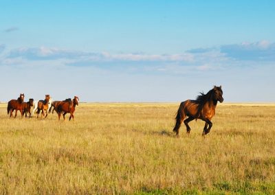 A group of brown horses runs across a vast, grassy Kazakh plain under a blue sky with scattered clouds, with one horse leading ahead of the others.