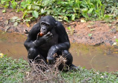 A bonobo sits on the grass near a muddy stream, holding and eating a fruit with one hand while looking forward. Lush green vegetation and scattered branches surround the area.