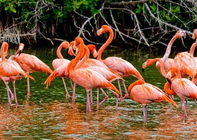 A group of flamingos stands and wades in shallow water near the shore of Cuba, surrounded by green vegetation and exposed tree roots.