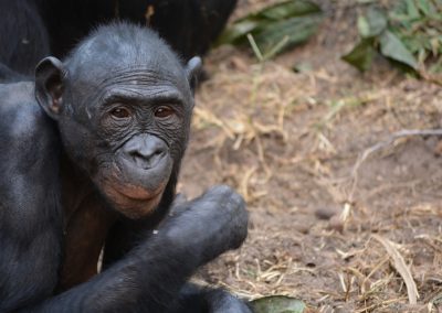 A bonobo with dark fur sits on the ground, resting one hand near its mouth and looking towards the camera. Dry grass and leaves are scattered on the earth around it.