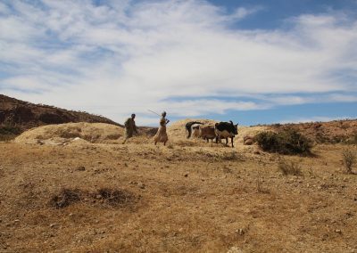 Two people guide two oxen over a large pile of harvested crops in a dry, rural landscape with brown hills and a blue sky with scattered clouds.