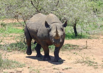 A black rhinoceros stands on sandy ground in front of sparse, thorny bushes in a grassy savannah landscape in Eswatini, facing the camera.