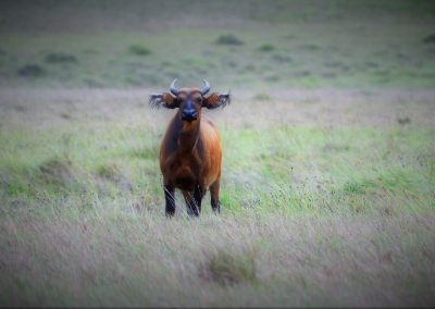 A lone buffalo with short, curved horns stands in the tall, grassy plains of Gabon, facing the camera, with a blurred green landscape in the background.