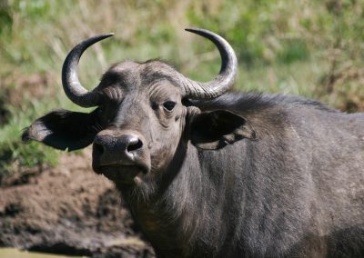 A close-up of an African buffalo in Eswatini stands near water with grass and soil in the background, showing its curved horns, dark brown fur, and expressive eyes.
