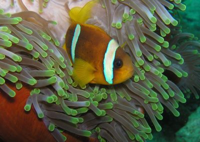 A clownfish with orange and white stripes swims among the green-tipped tentacles of a sea anemone underwater.