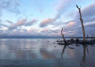 Calm water under a cloudy sky at sunset in Gabon, with driftwood and bare tree trunks along the shoreline. Some birds stand in the shallow water as soft pink and blue hues reflect on the serene surface.