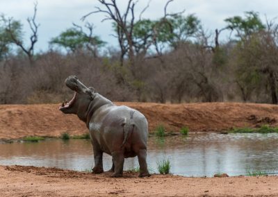 A hippopotamus stands on the muddy bank of a waterhole in Eswatini, mouth wide open as if yawning or calling, with sparse trees and bushes in the background under a cloudy sky.